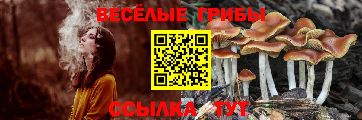 Псилоцибиновые грибы Psilocybe Михайловск